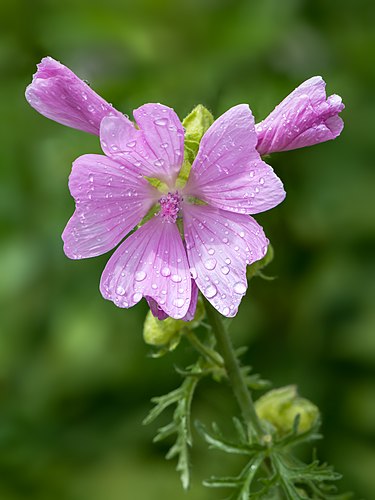 Капли дождя на цветке мальвы мускусной (Malva moschata)