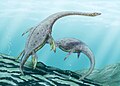 Plesiosaurs like Muraenosaurus roamed Jurassic oceans.