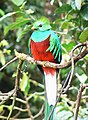 Resplendent quetzal, Guatemala