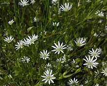 Stellaria longifolia (3816685972).jpg