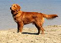 A wet male Toller standing beside the water.