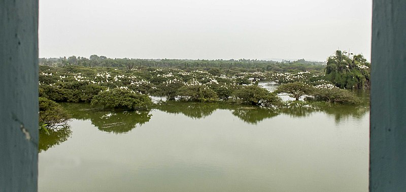 File:Vedantangal Bird Sanctuary.jpg