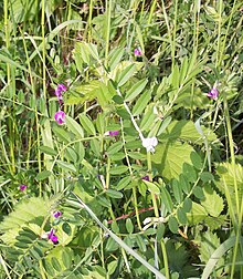 Vicia sativa.JPG