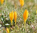 Crocus scharojanii