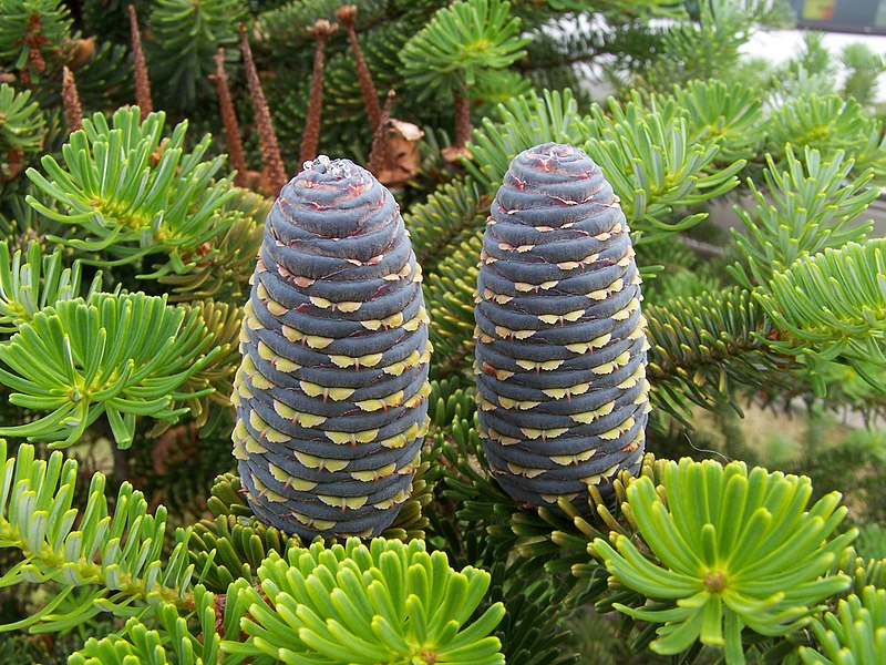 File:Abies koreana (szyszki).JPG