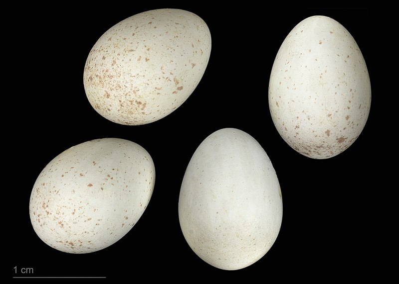 File:Aegithalos caudatus MHNT.ZOO.2010.11.180.1.jpg