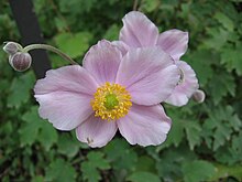 Anemone x hybrida 01.jpg