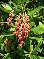 Flower Buds