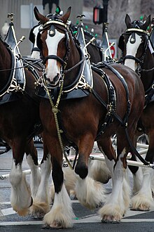 Budweiser Clydesdales Boston.jpg