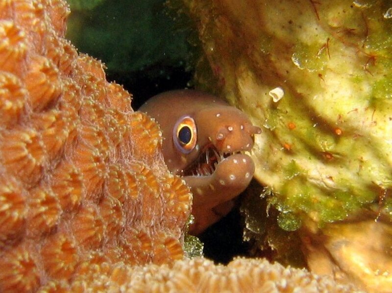 Файл:Chestnutmoray1.jpg