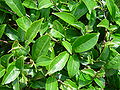 Thumbnail for Camellia sinensis