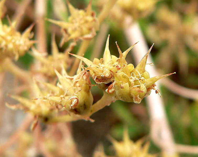 Archivo:Dudleya edulis 3.jpg