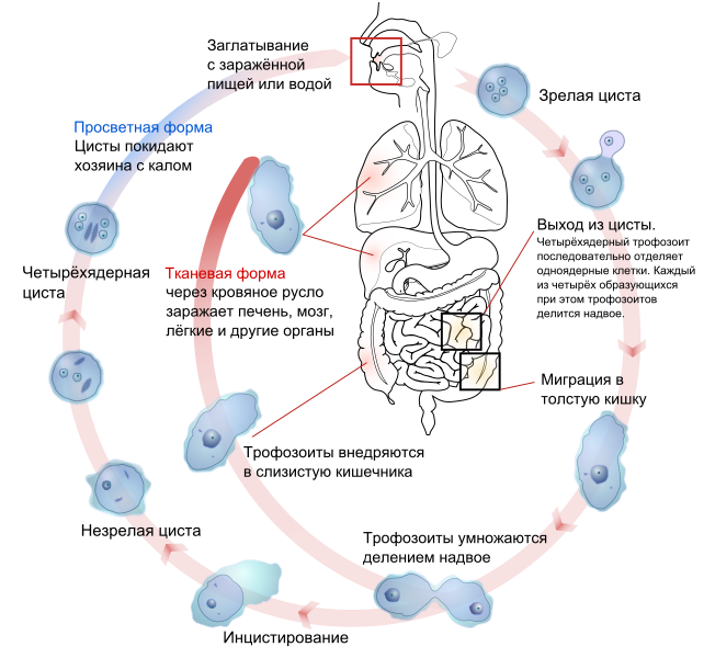 Файл:Entamoeba histolytica life cycle-ru.svg