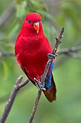 Jurong BirdPark, Singapore