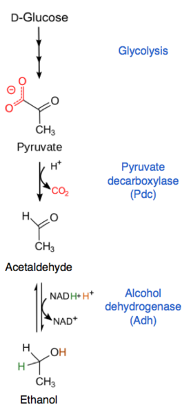 File:Ethanol Fermentation english.png