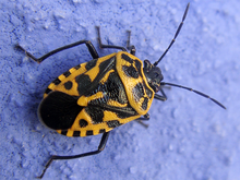 Eurydema ventralis.png