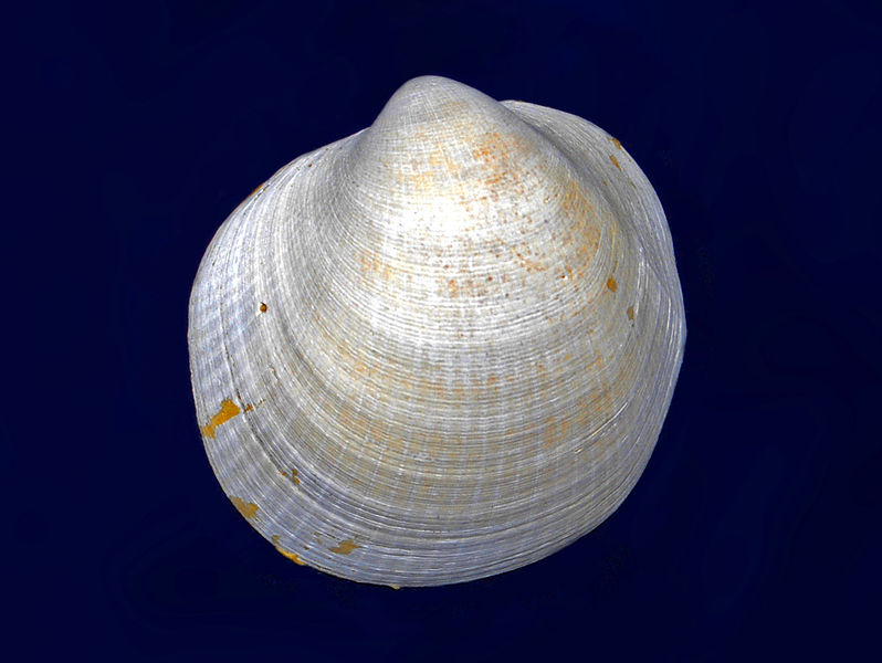 File:Glycymerididae - Glycymeris inflata.JPG