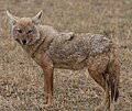 African golden wolf (Canis anthus)