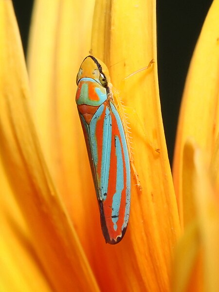 File:Graphocephala coccinea Kaldari 02.jpg