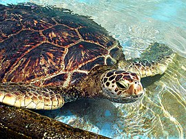 Green sea turtle, Chelonia mydas