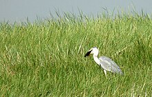 Grey Heron-Ardea cinerea.