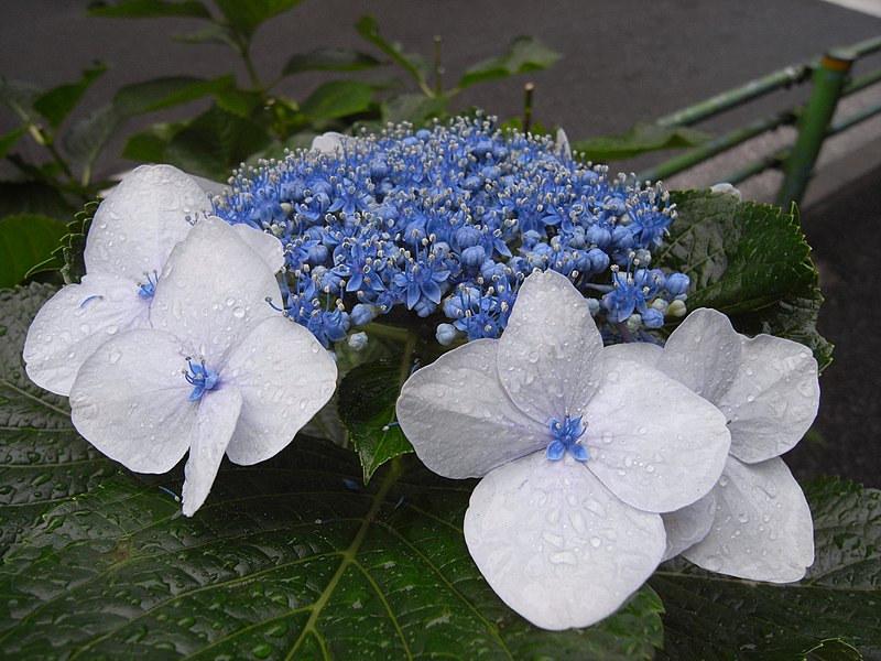 Файл:Hydrangea macrophylla Japon.jpg