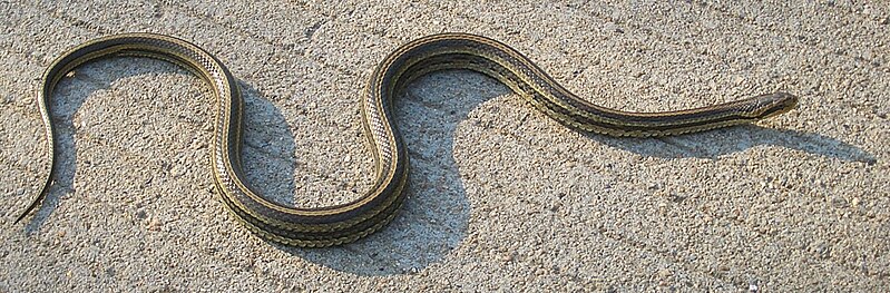 File:Jiangxia-snake-9704 (cropped).jpg