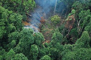 Imagen de los Montes Cardamomos o Montes Krâvanh (en jemer Chuor Phnom Krâvanh), donde habita la 'Chiromantis samkosensis'.