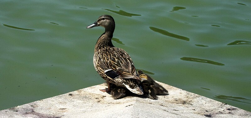 File:Mallard family.JPG