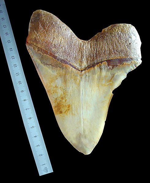 File:Megalodon tooth ruler.jpg