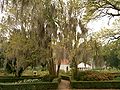 Spanish moss in Louisiana.