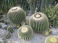 Cacti.