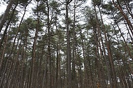 Pinus sylvestris forest in the northern part of the park.