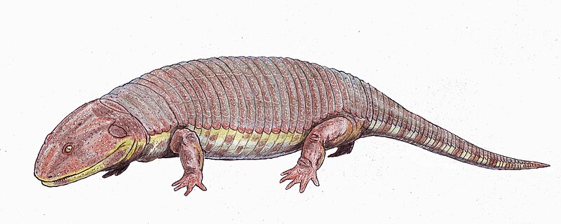 File:Peltobatrachus pustulatus.jpg