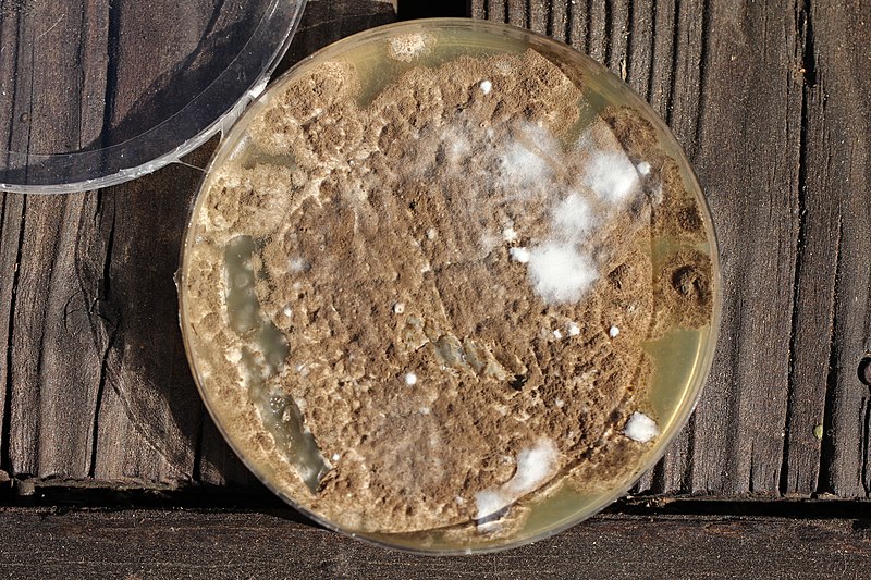 Файл:Penicillium.brevicompactum.wood-bg.JPG