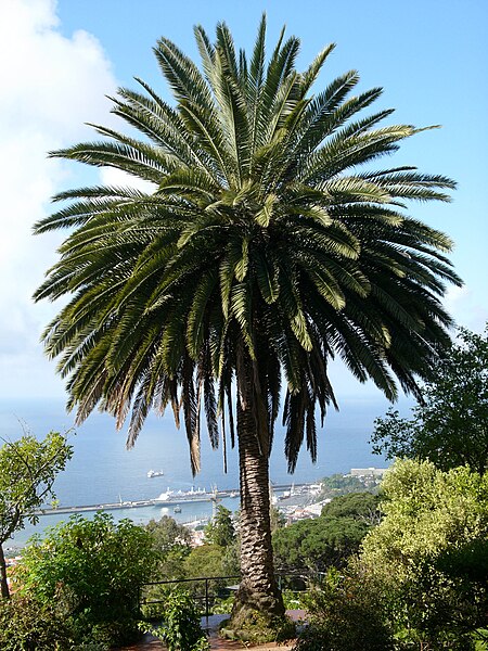 File:Phoenix canariensis ag.JPG