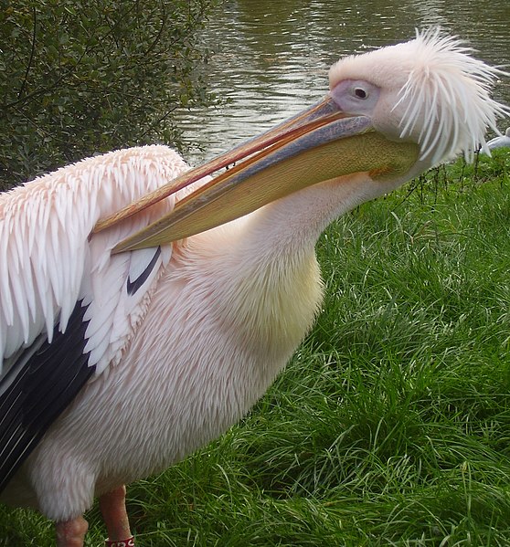 File:Pink pelican.JPG