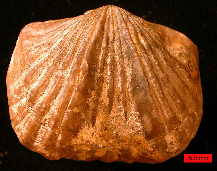 File:PlatystrophiaOrdovician.jpg