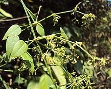 Rubia cordifolia.jpg