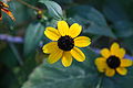 Three-lobed Coneflower, Rudbeckia triloba