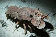 A blue-grey slipper-lobster with rust cloured stippling on a seabed of similar blue-grey. It has black eyes and orange appendages and antennules. The lobster is seen facing towards the right and front and has a prominent shadow below it.