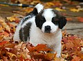 Image 30St. Bernard puppy (from Puppy)