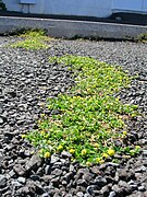 ground-hugging whole plants