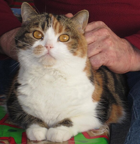 File:Straight-eared Scottish Fold.jpg