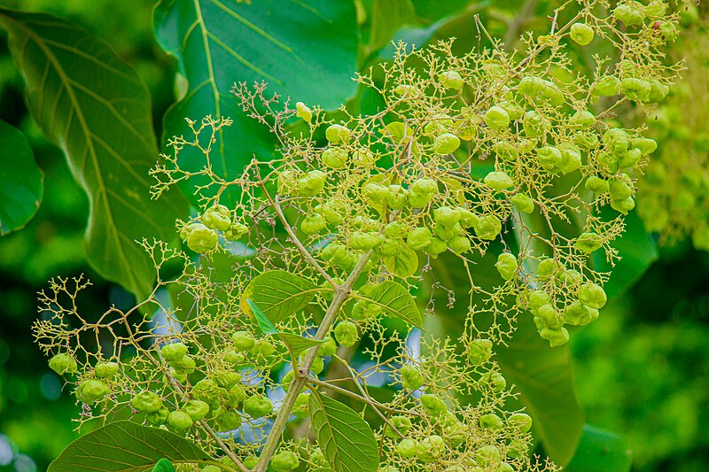 File:Teak plant 2024.jpg