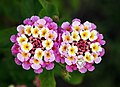 La Lantana camara ("camará", "lantana", "bandera española","ou i tomaca" "confite" o "frutillo") es una especie botánica de la familia de las Verbenaceae. Su hábitat es el monte serrano y se distribuye en América del Sur subtropical, pudiéndose encontrar en Brasil, Uruguay y nordeste de Argentina. Por Alvesgaspar.