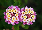 Flor de Lantana camara