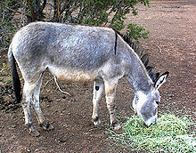 Adopted Burro.jpg