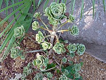 Aeonium balsamiferum