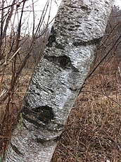 Betula populifolia bark, Vermont, US. Although the grey birch exhibits a smooth, thin white bark which can easily be confused with that of the paper birch (Betula papyrifera), it does not readily exfoliate.